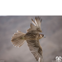 گونه بالابان Saker Falcon